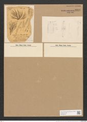 Libellus grevillei (Ag.) Cleve (de-Toni-Nr.: Genus 5, Species 856) Zeichnungen Sammlung Grunow Nr. 1698 (NHMW-BOT-W0368570)
